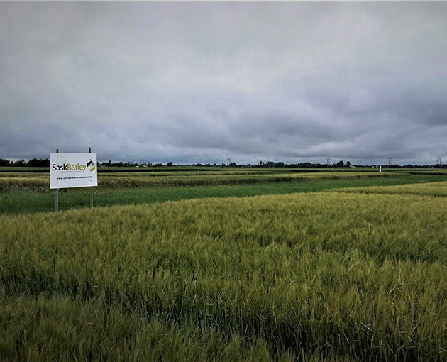Research Farm (Barley) - 2019